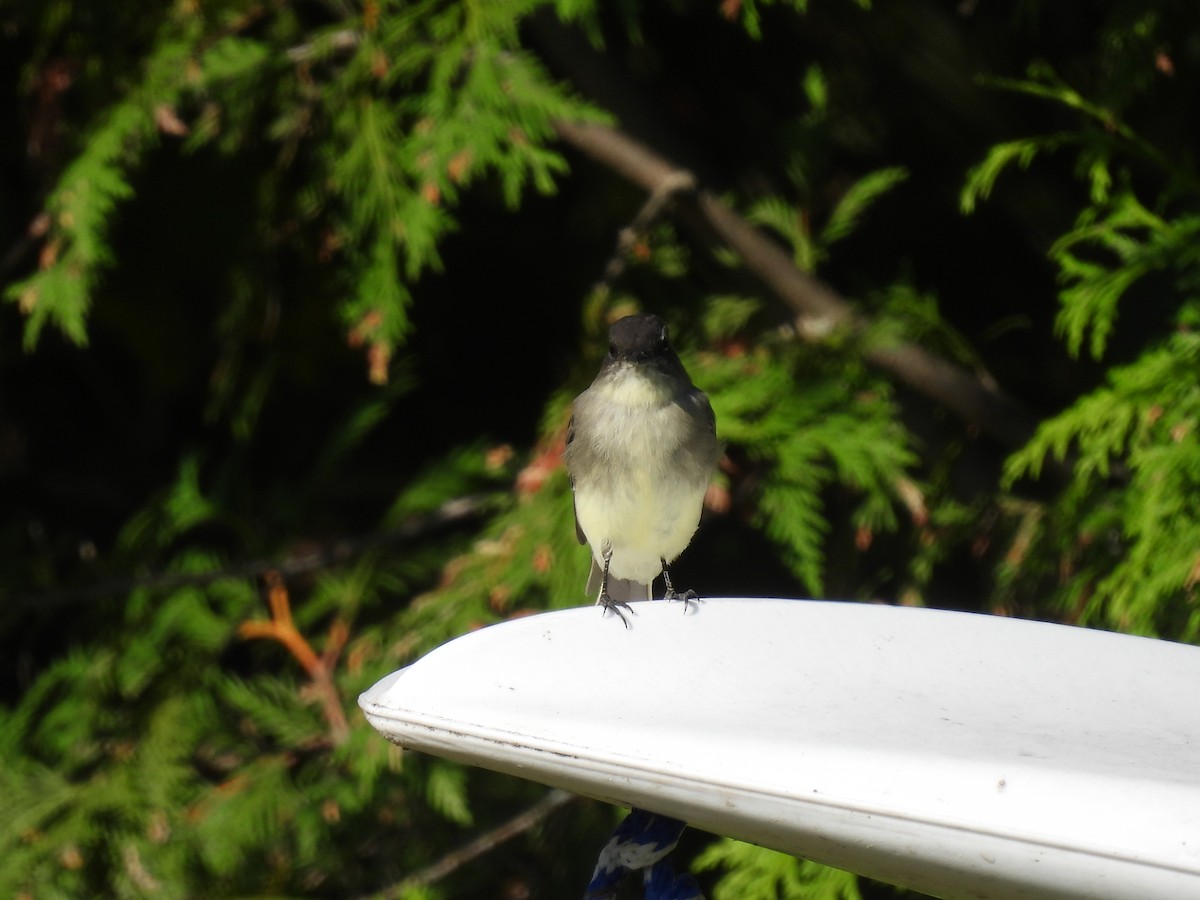 Eastern Phoebe - ML623878985