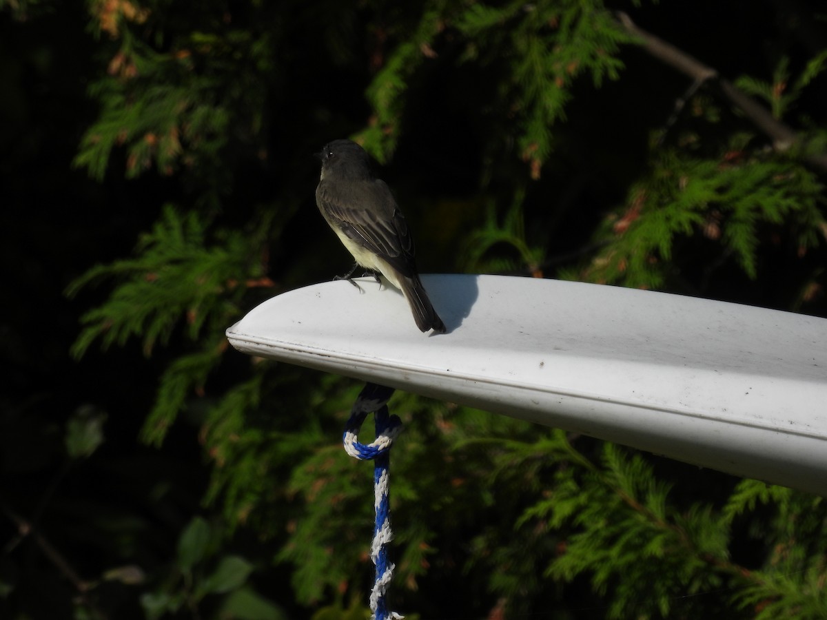 Eastern Phoebe - ML623878986