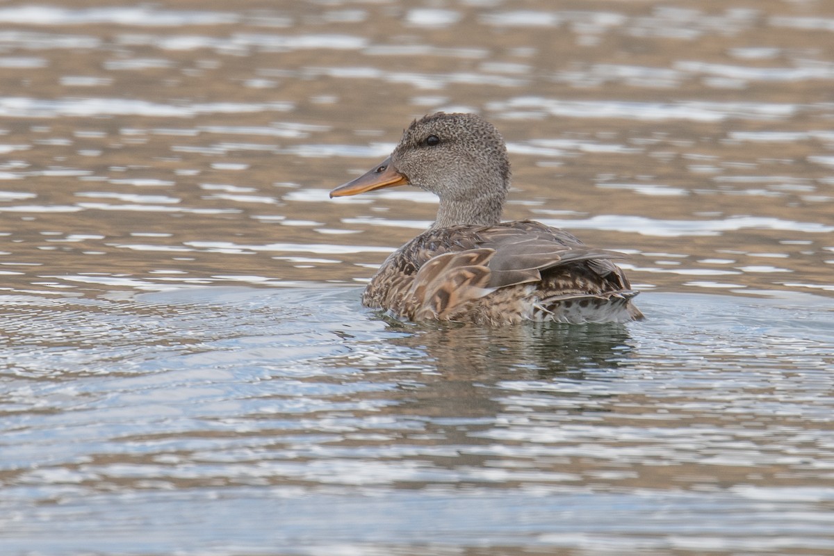 Gadwall - ML623878987