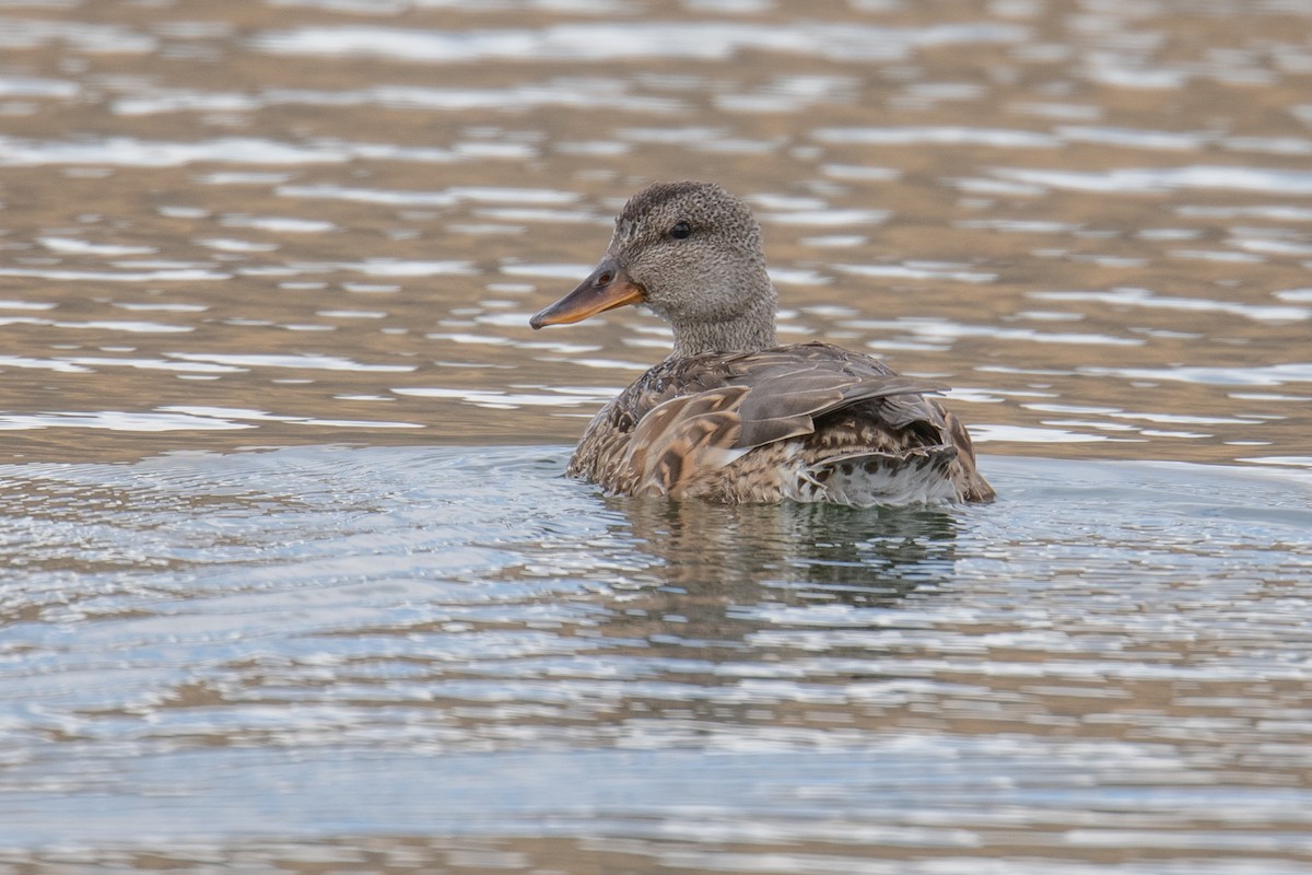 Gadwall - ML623878988