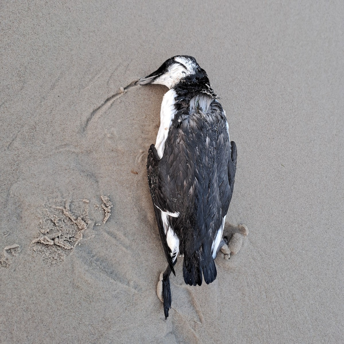 Common Murre - ML623878996