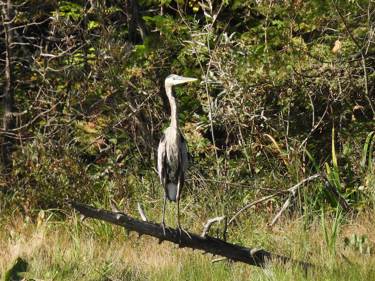 Great Blue Heron - ML623879016