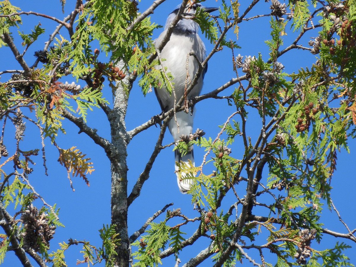 Blue Jay - ML623879038