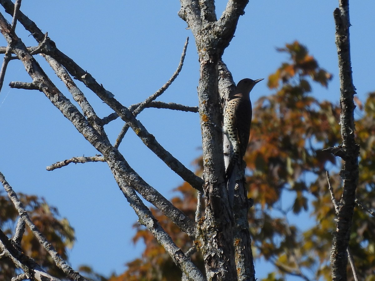 Northern Flicker - ML623879100