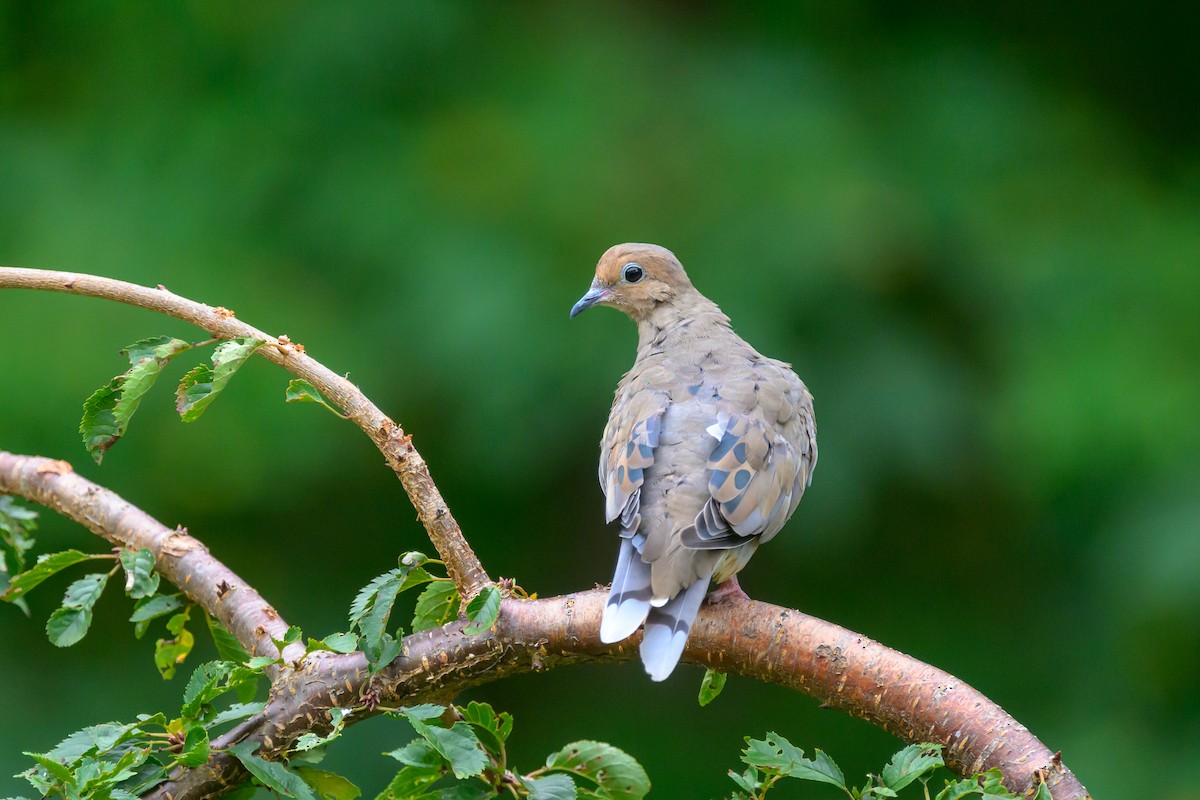 Mourning Dove - Deborah Bifulco