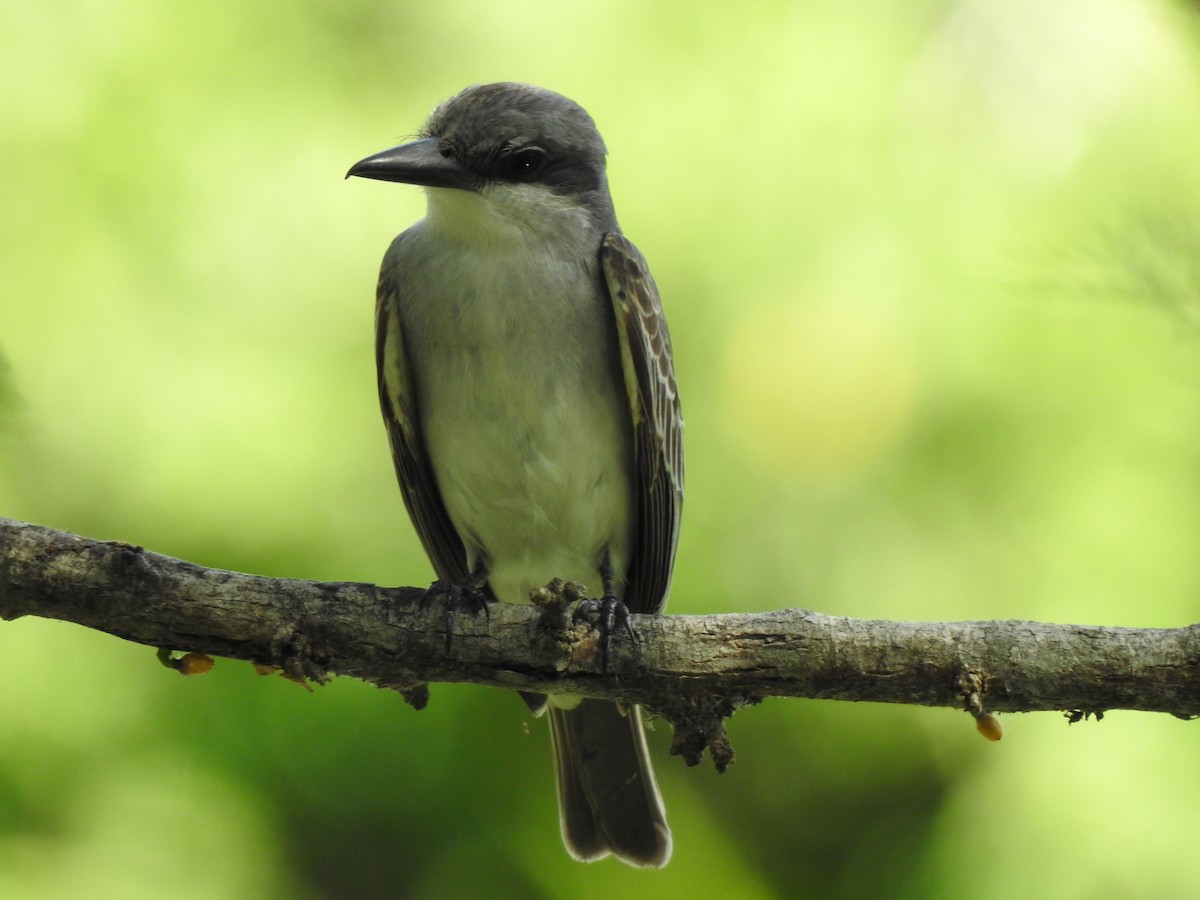 Gray Kingbird - ML623879159