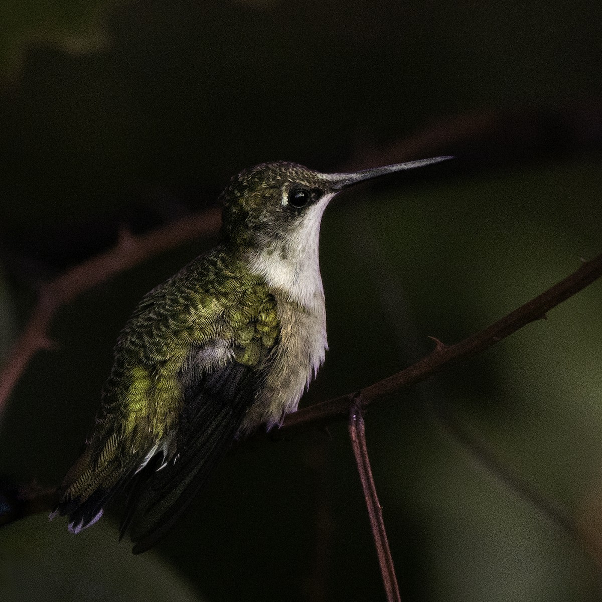 Ruby-throated Hummingbird - ML623879178