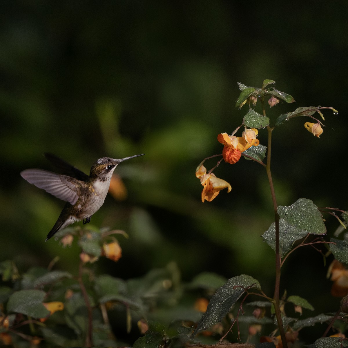 Ruby-throated Hummingbird - ML623879179