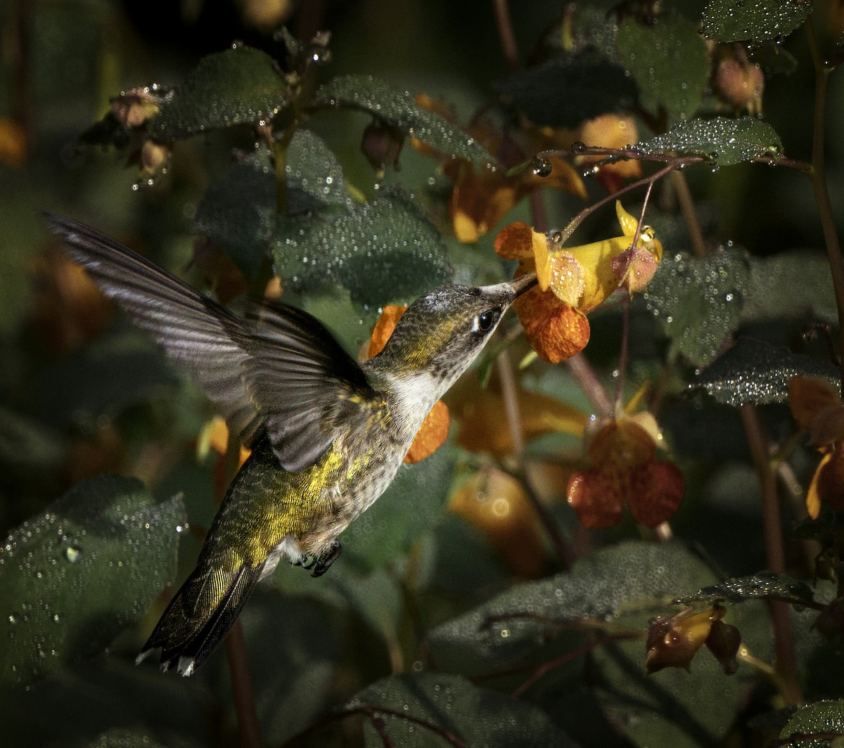 Ruby-throated Hummingbird - ML623879180
