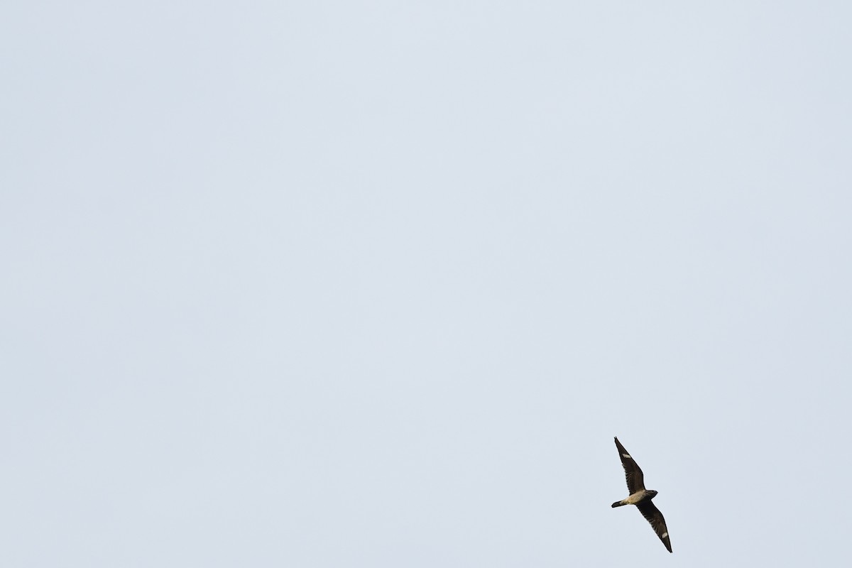 Common Nighthawk - Paul Herwood