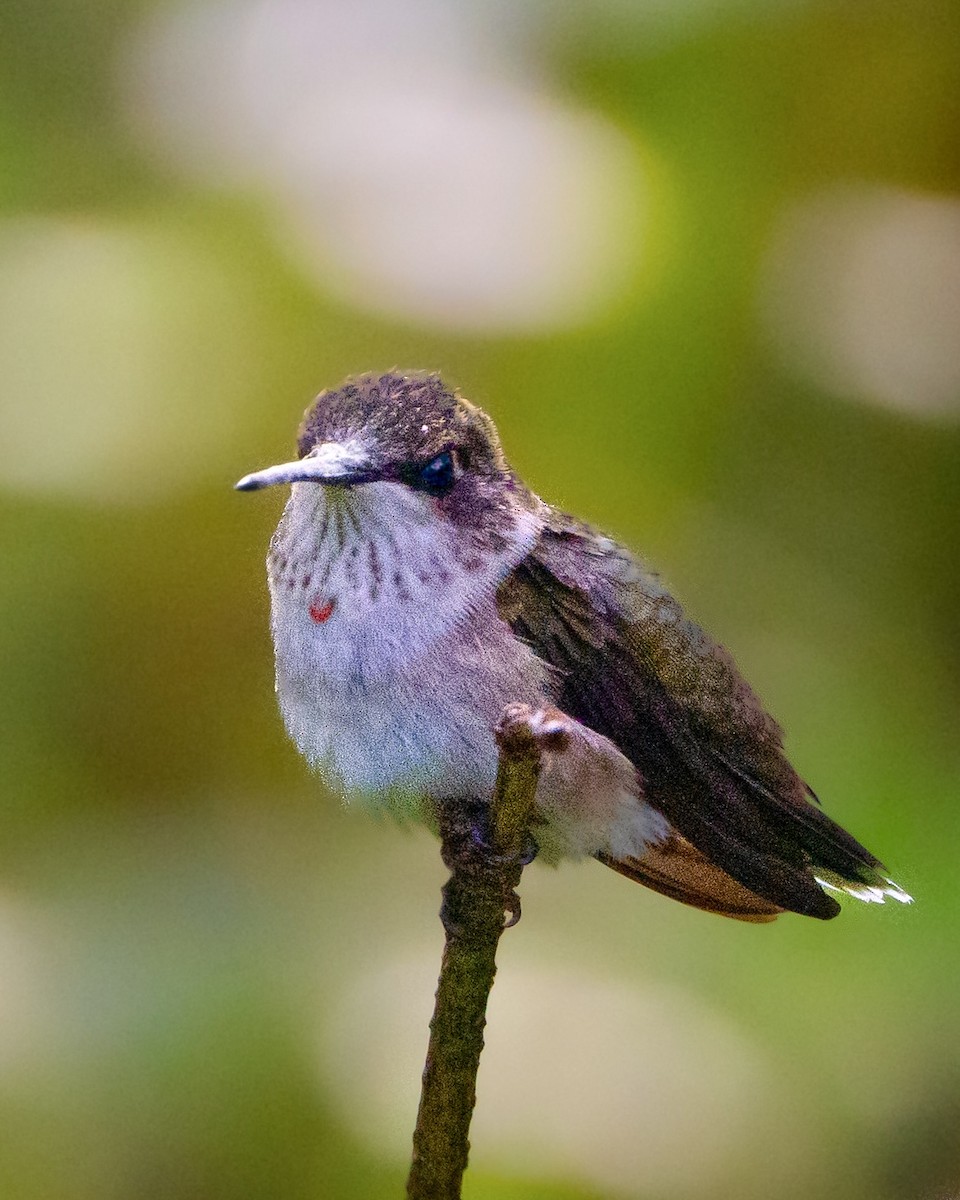 Ruby-throated Hummingbird - ML623879202