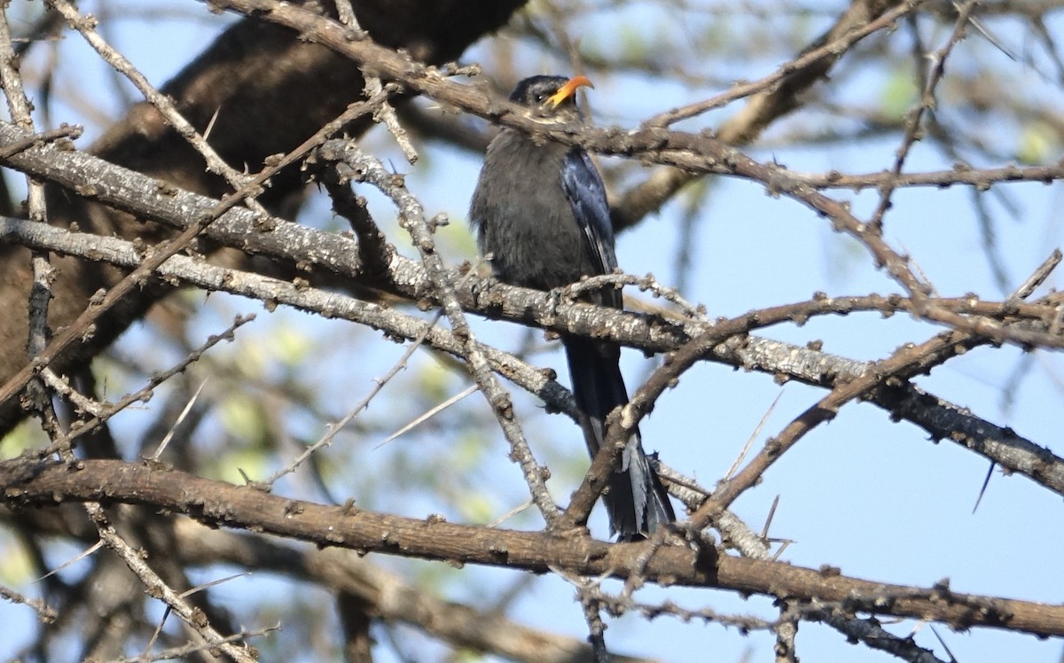 Abyssinian Scimitarbill - ML623879203