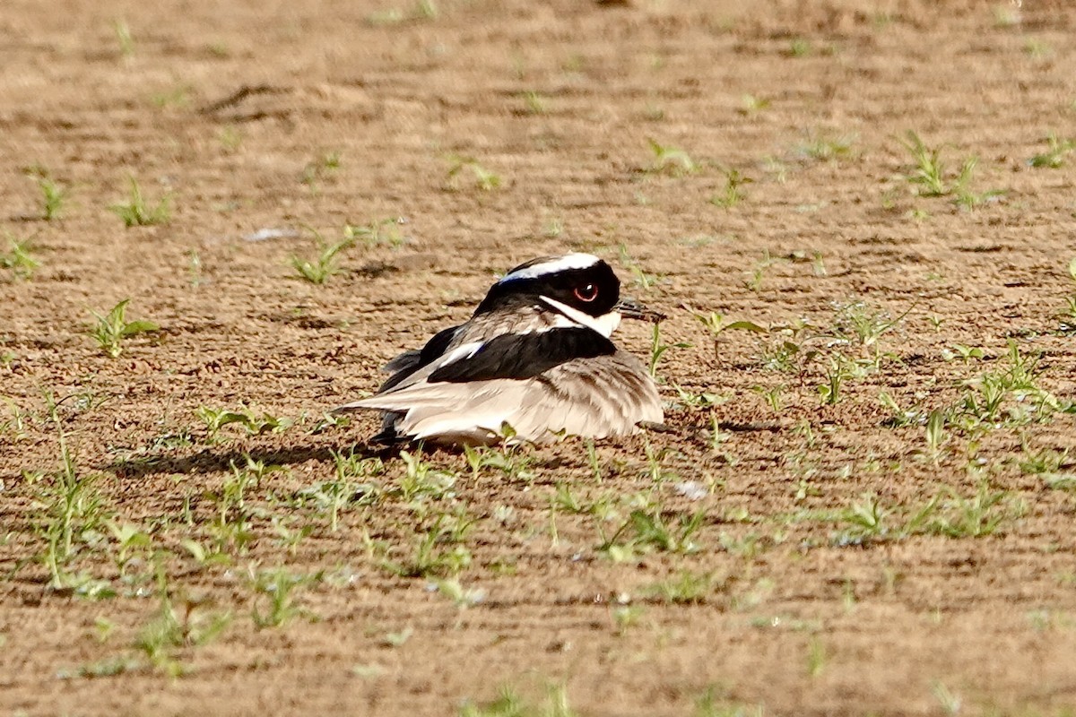 Pied Plover - Karen Thompson