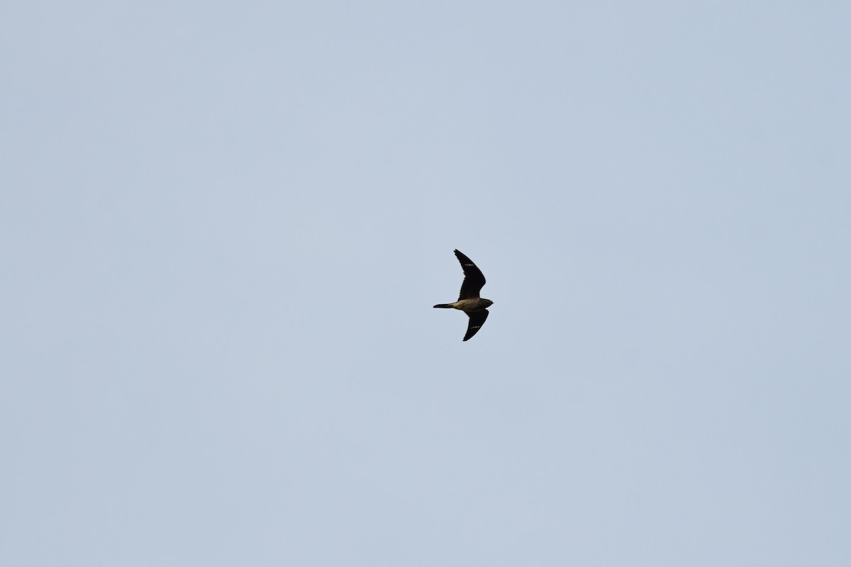 Common Nighthawk - Paul Herwood