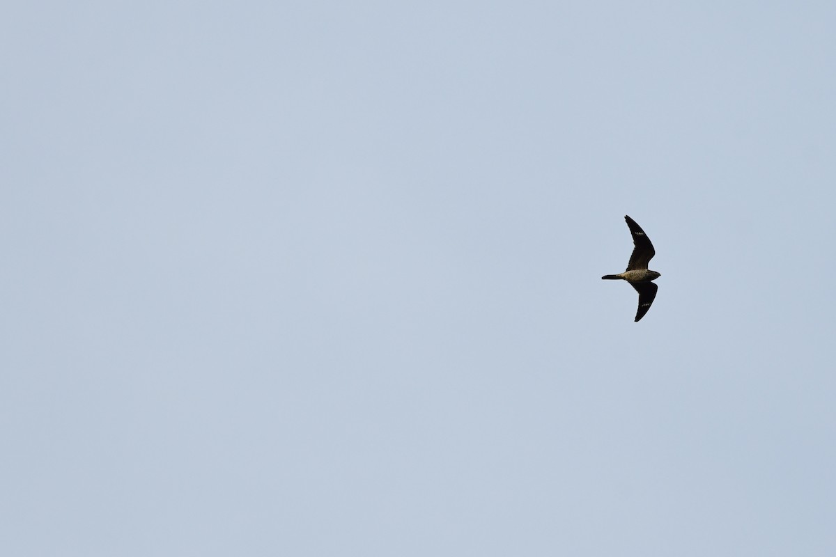 Common Nighthawk - Paul Herwood