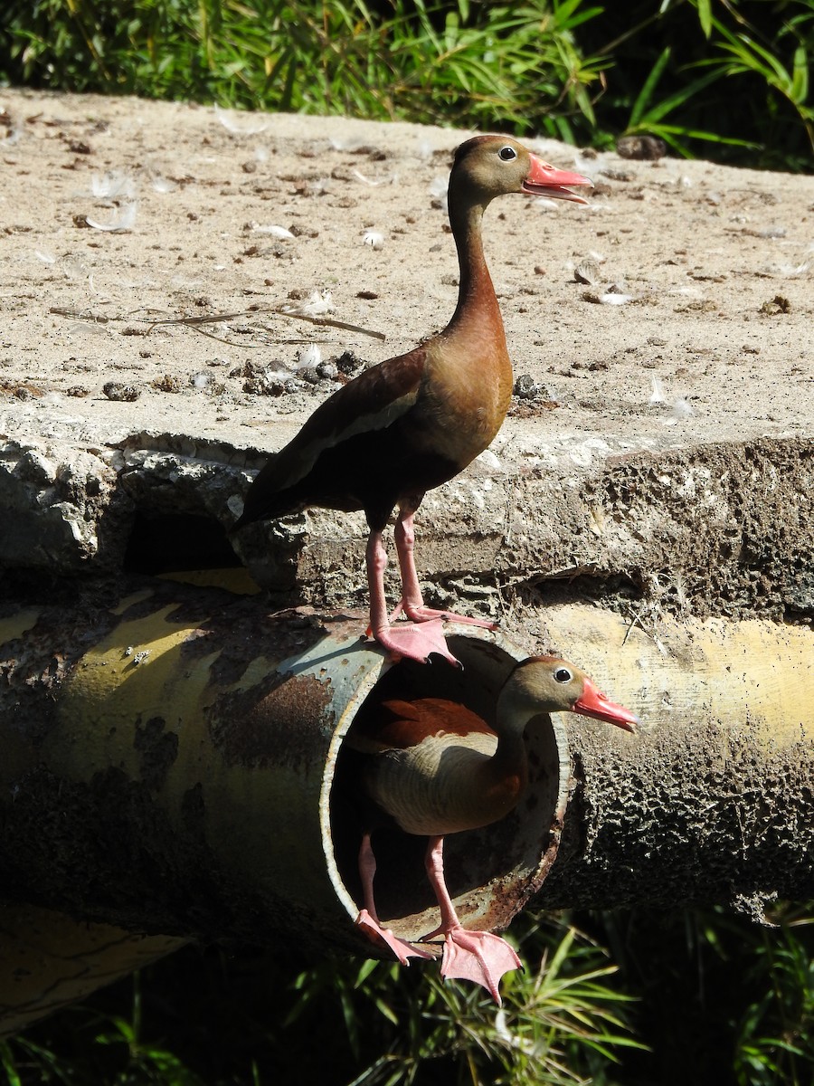 Black-bellied Whistling-Duck - Sergio Chaparro-Herrera