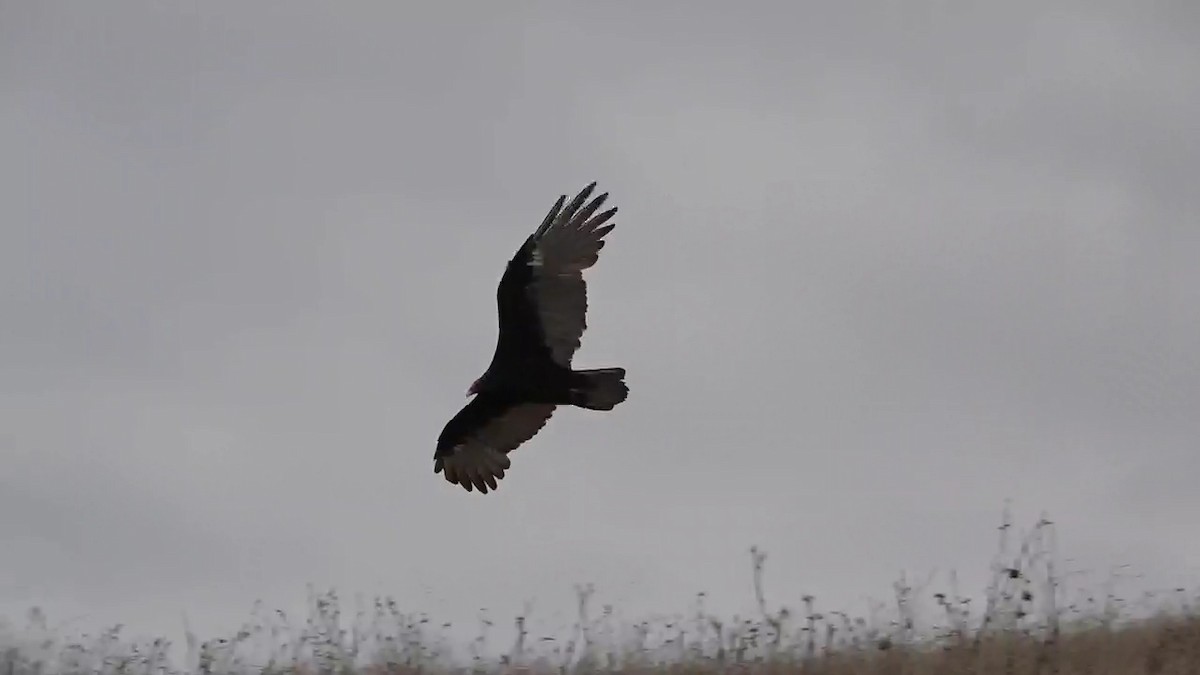 Turkey Vulture - ML623879270