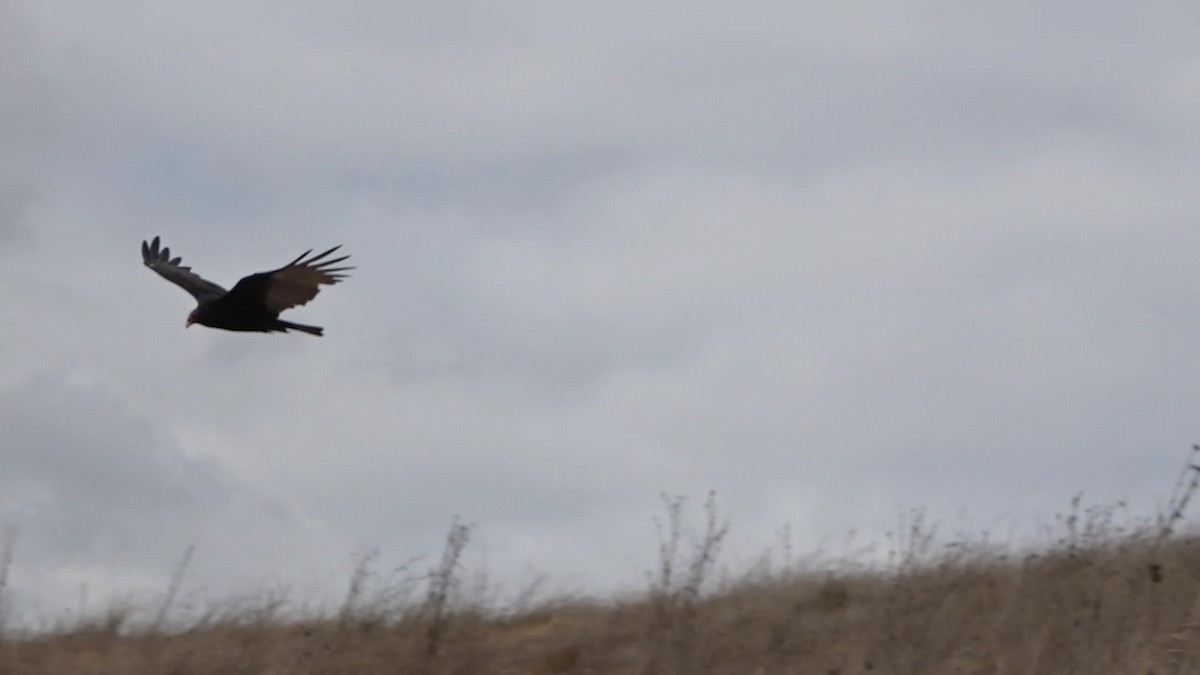 Turkey Vulture - ML623879271