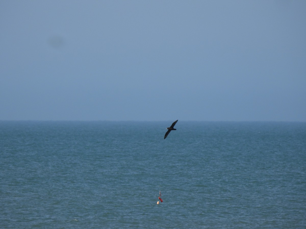 White-chinned Petrel - Agustina Medina