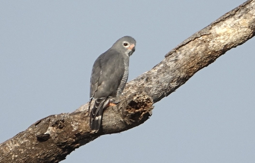 Lizard Buzzard - ML623879322