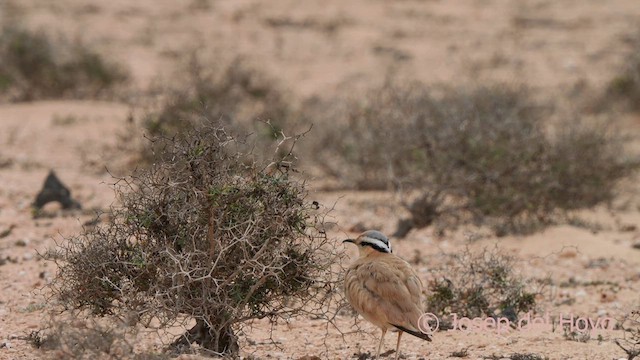 Cream-colored Courser - ML623879332