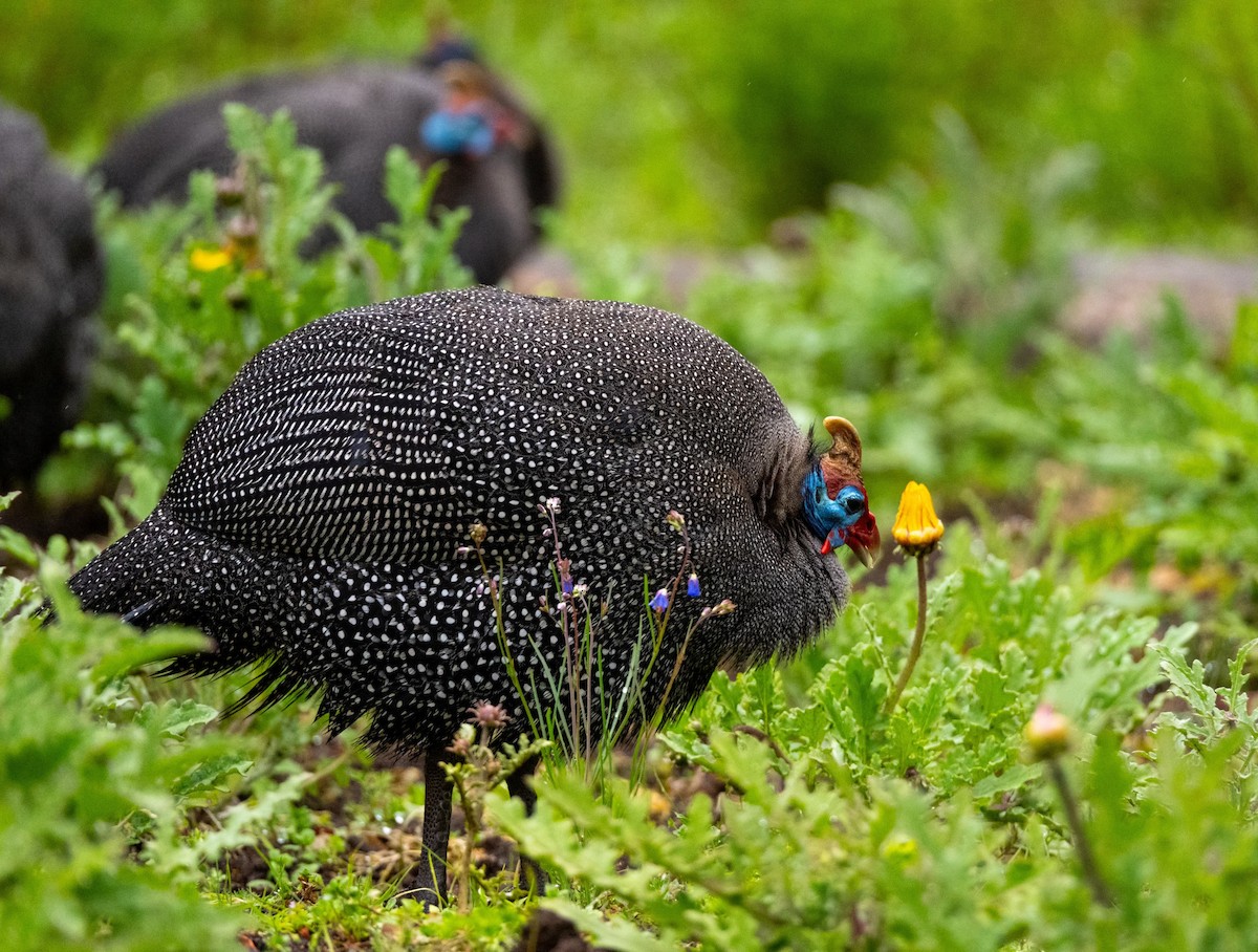 Helmeted Guineafowl - ML623879370