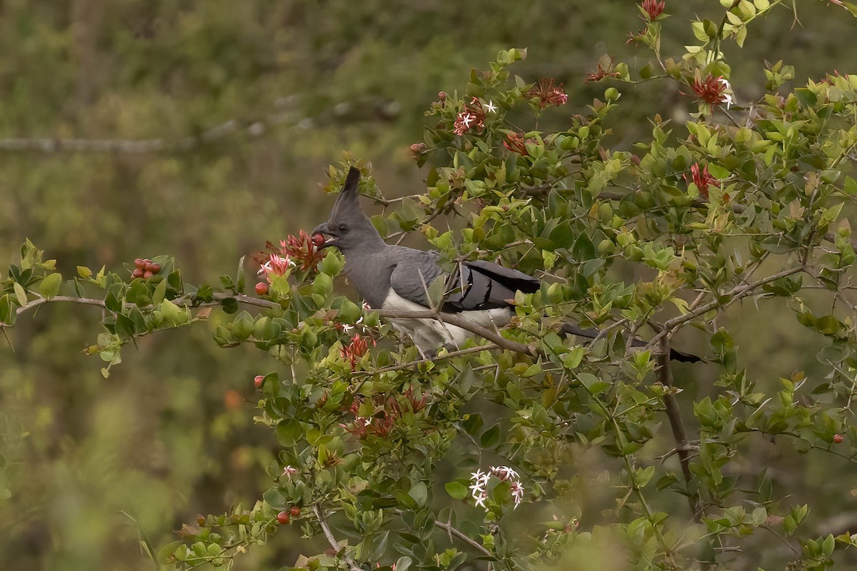 White-bellied Go-away-bird - ML623879412