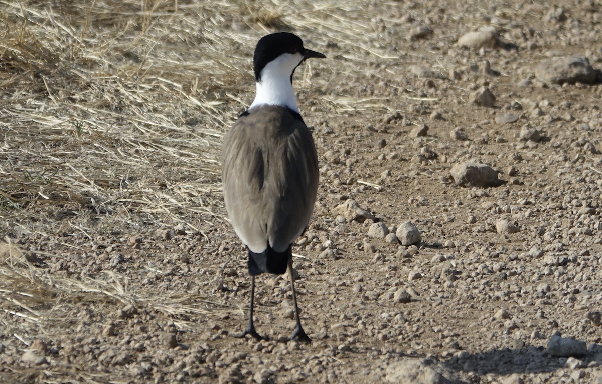 Spur-winged Lapwing - ML623879418