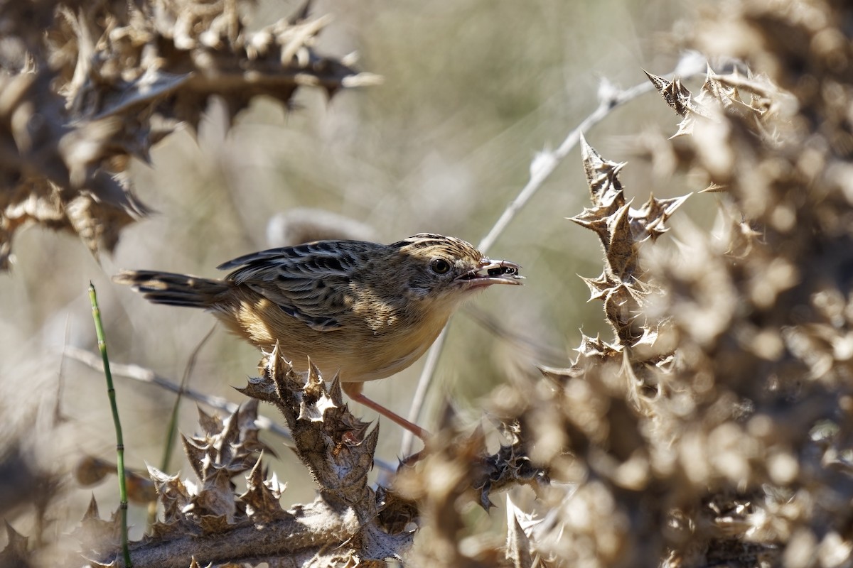 Zitting Cisticola - ML623879420