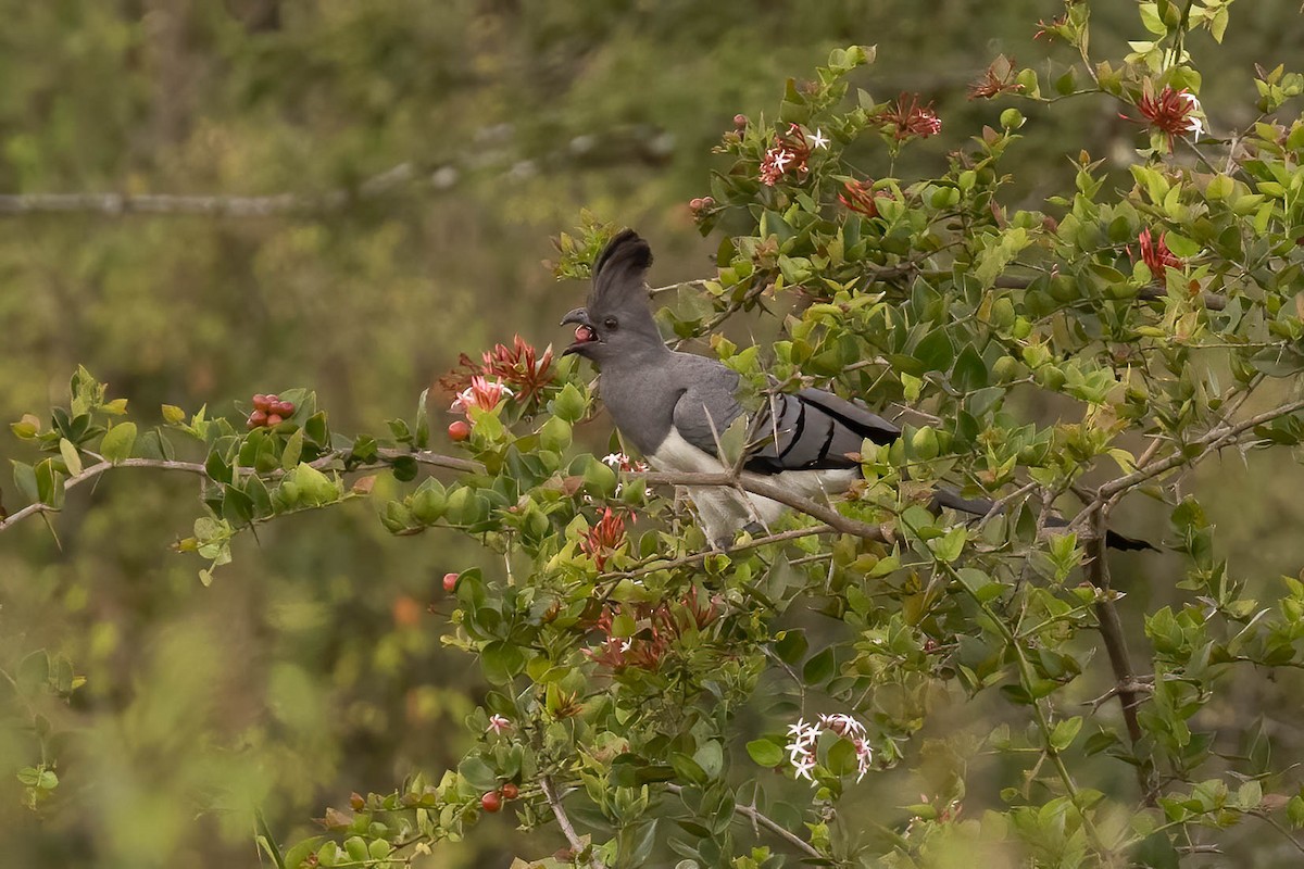 White-bellied Go-away-bird - ML623879425