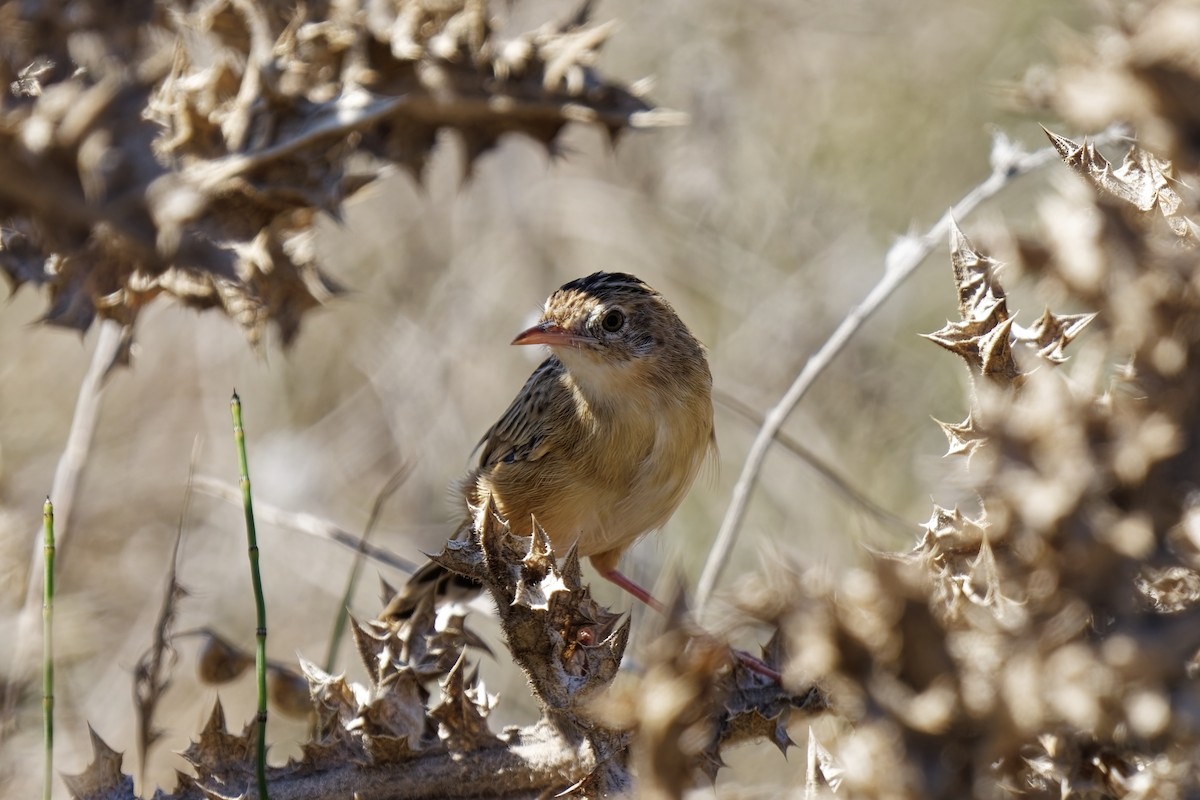 Zitting Cisticola - ML623879450