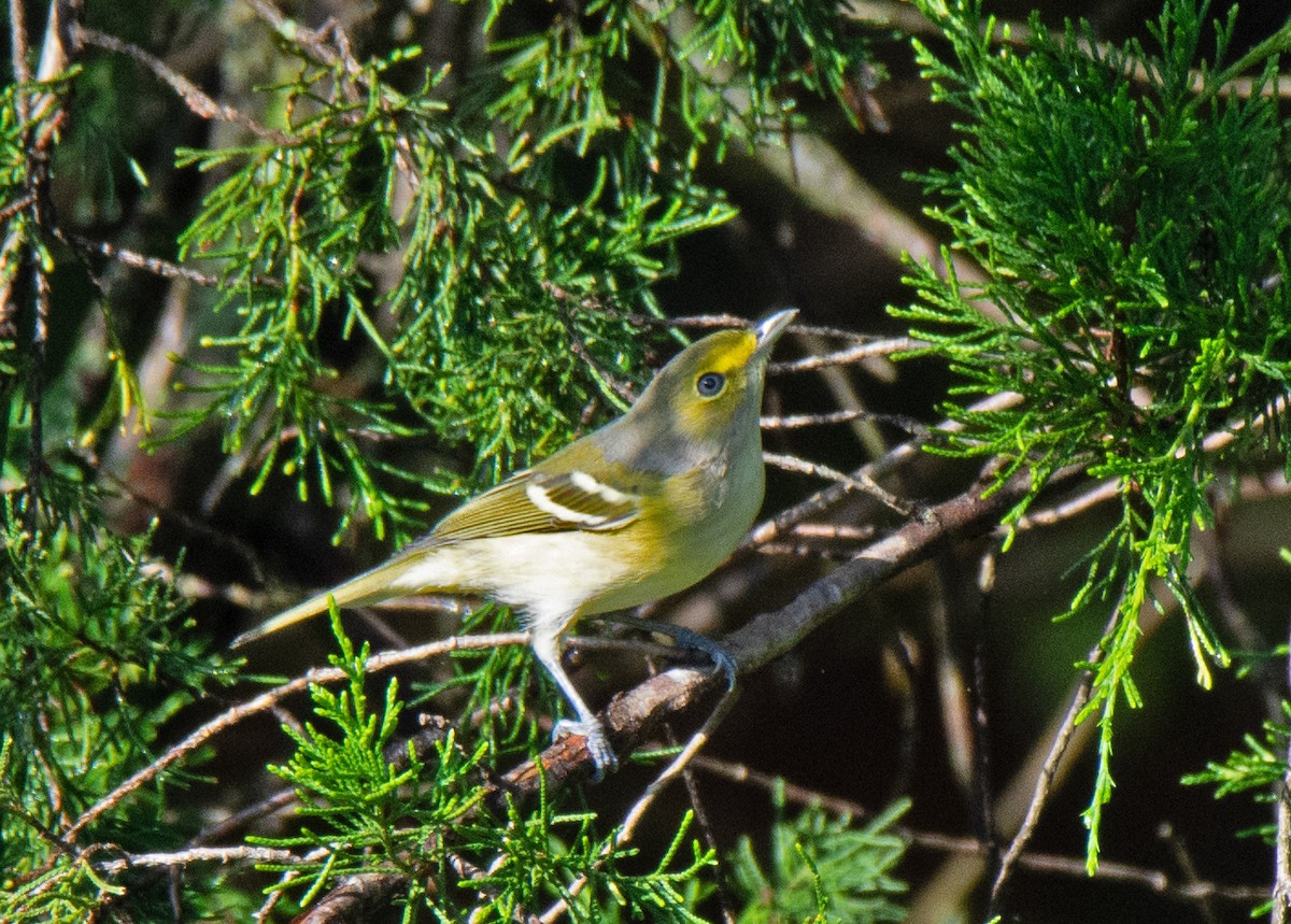 hvitøyevireo - ML623879477