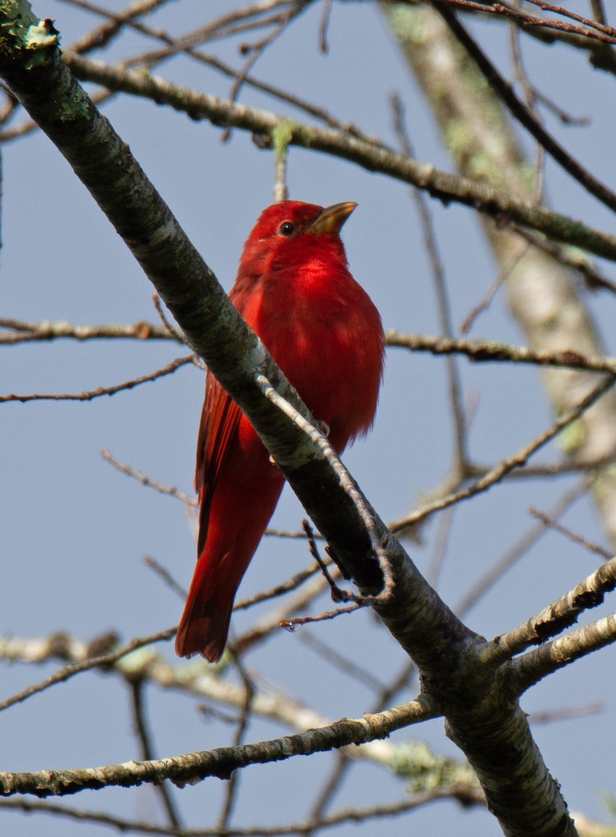 Summer Tanager - ML623879489