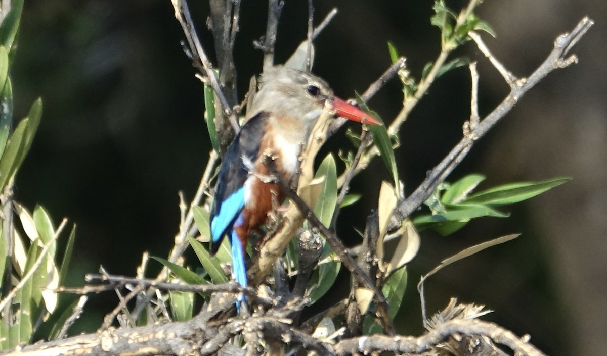 Gray-headed Kingfisher - ML623879495