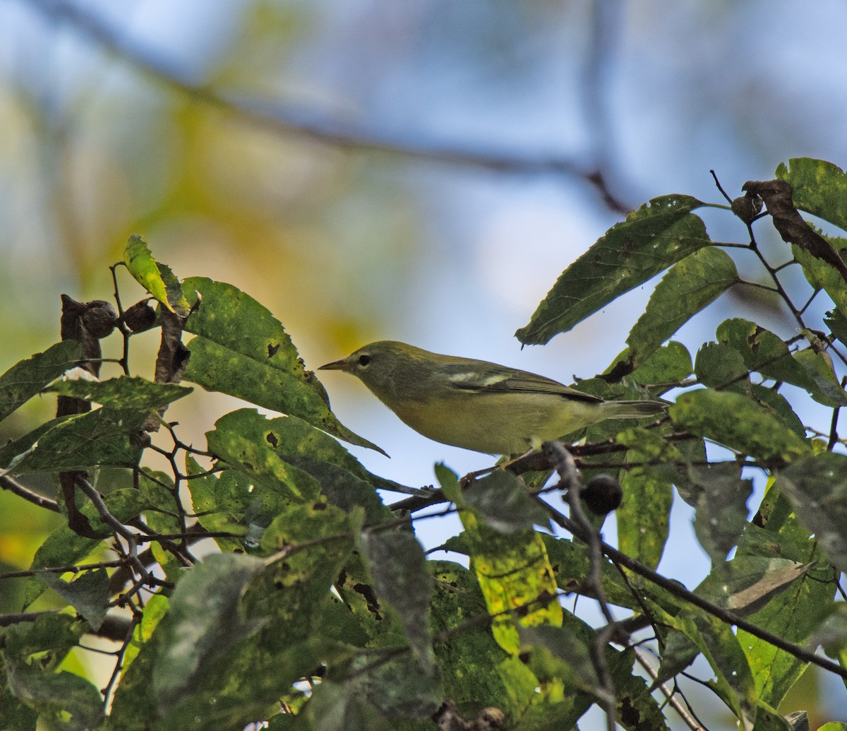 Northern Parula - ML623879497