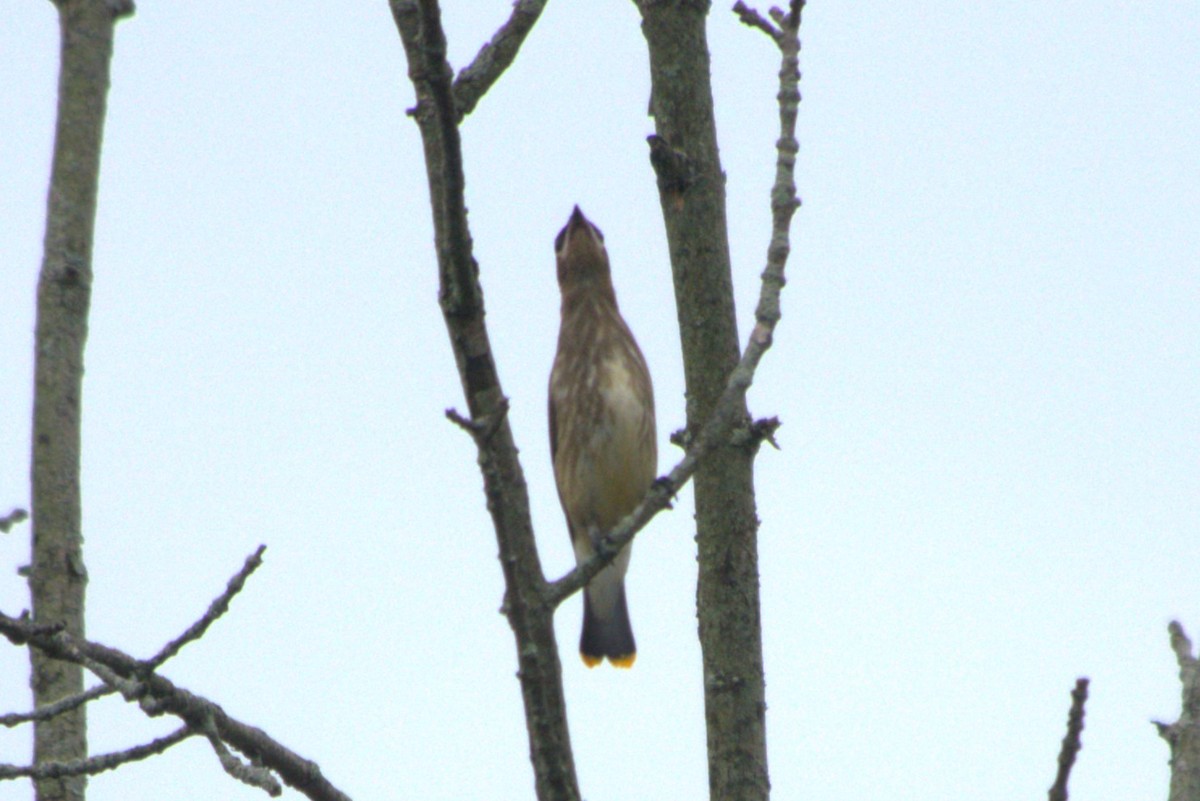 Cedar Waxwing - Julie Perry