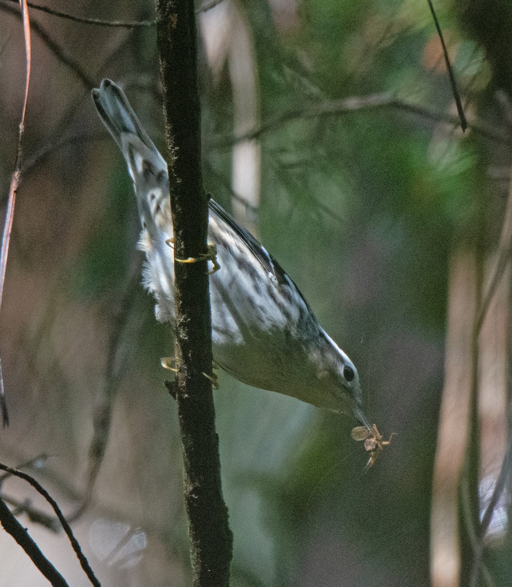 Black-and-white Warbler - ML623879516