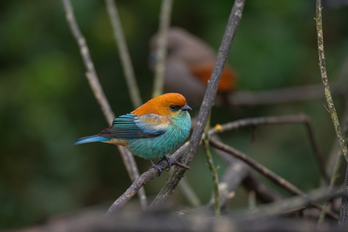 Chestnut-backed Tanager - ML623879559