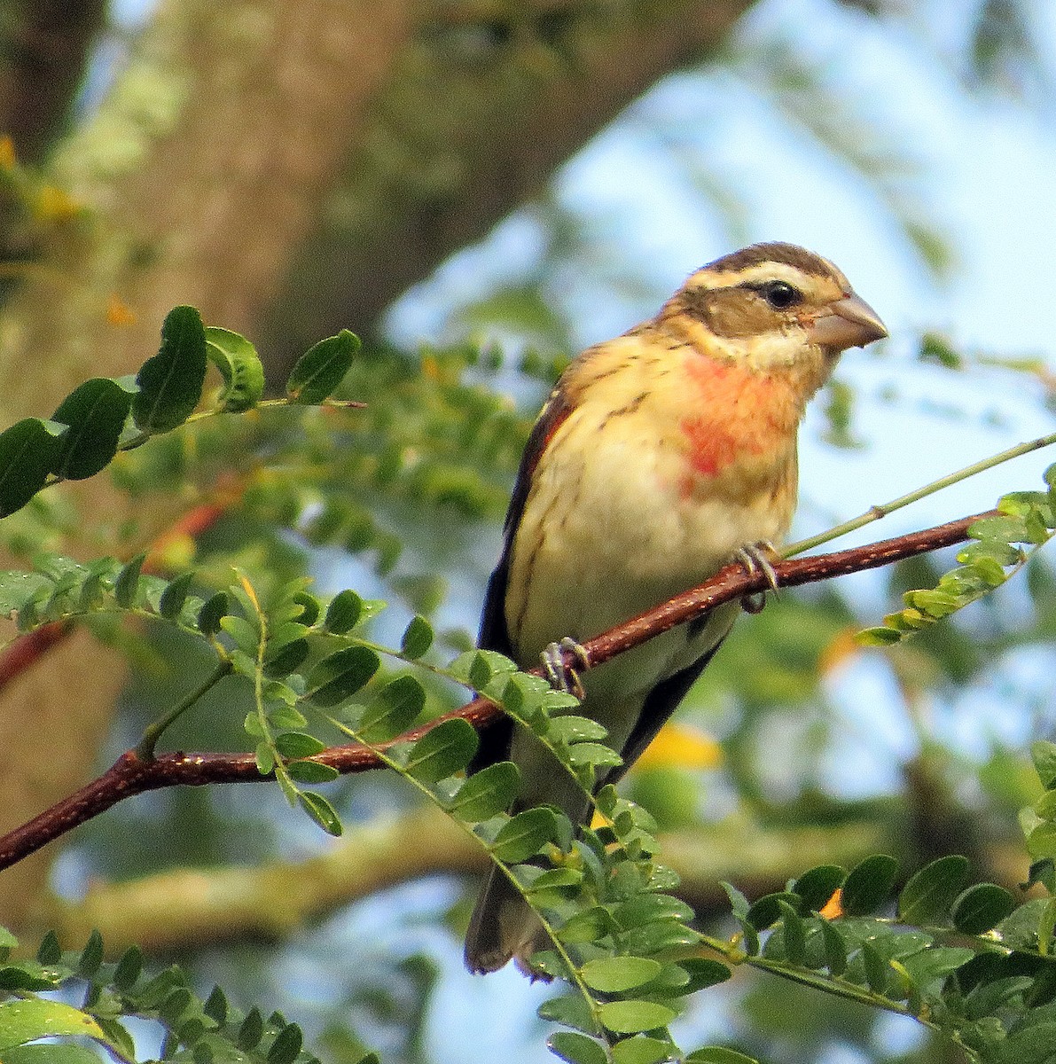 Rose-breasted Grosbeak - ML623879590