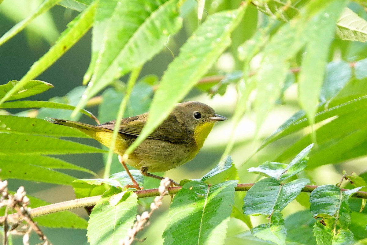 Common Yellowthroat - ML623879593