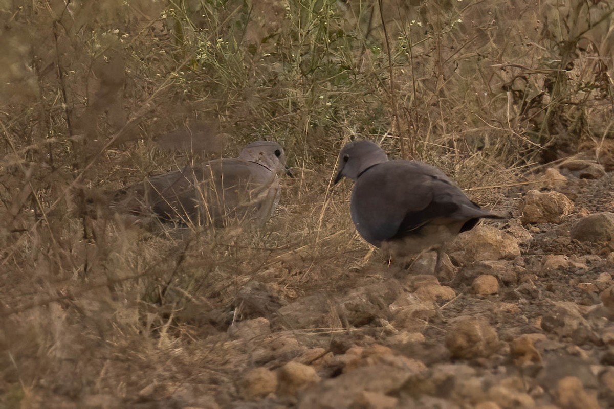 Ring-necked Dove - ML623879601