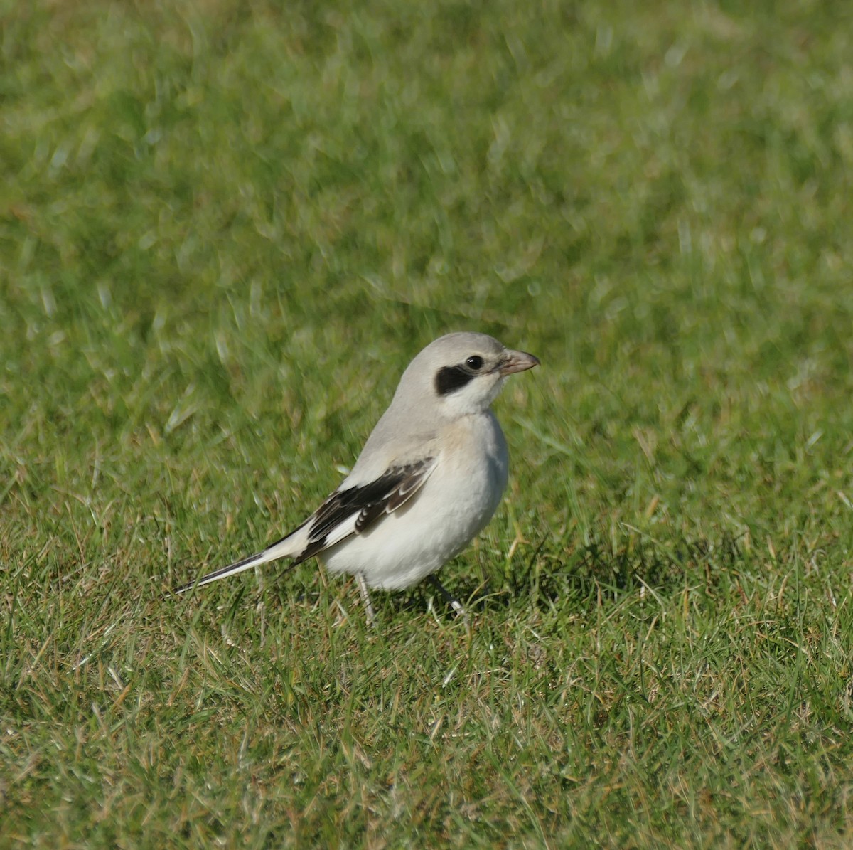 Great Gray Shrike (Steppe) - ML623879603