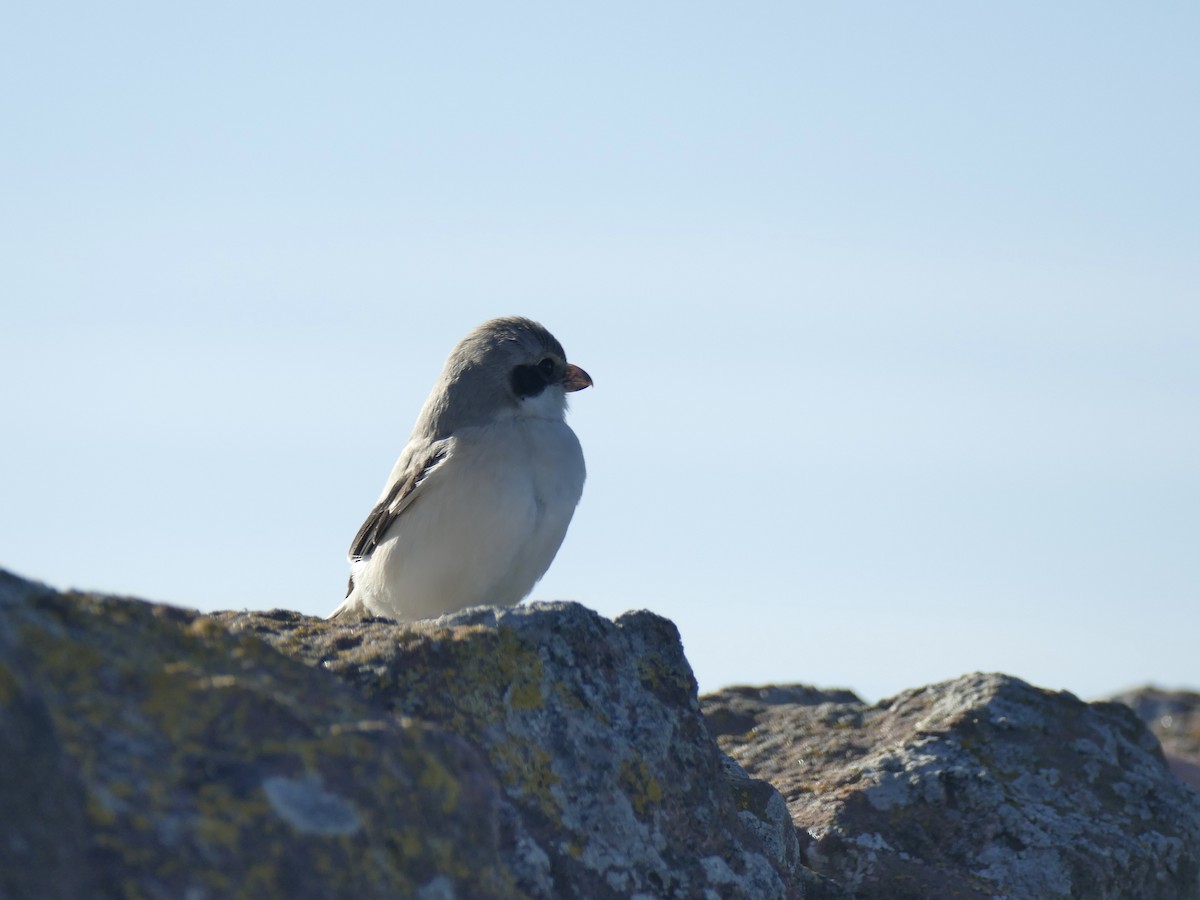 Great Gray Shrike (Steppe) - ML623879606