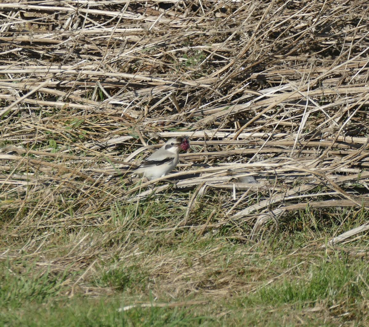 Great Gray Shrike (Steppe) - ML623879607