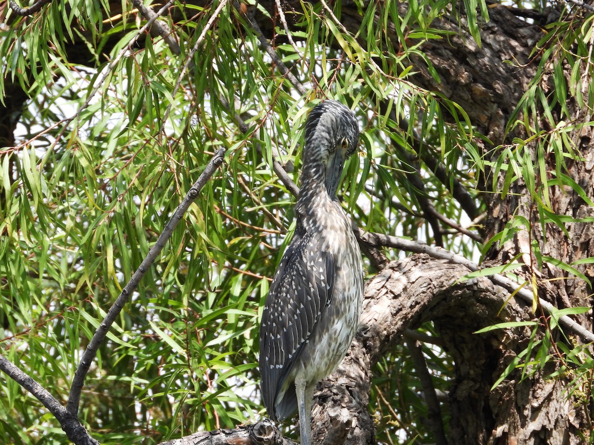 Yellow-crowned Night Heron - ML623879614