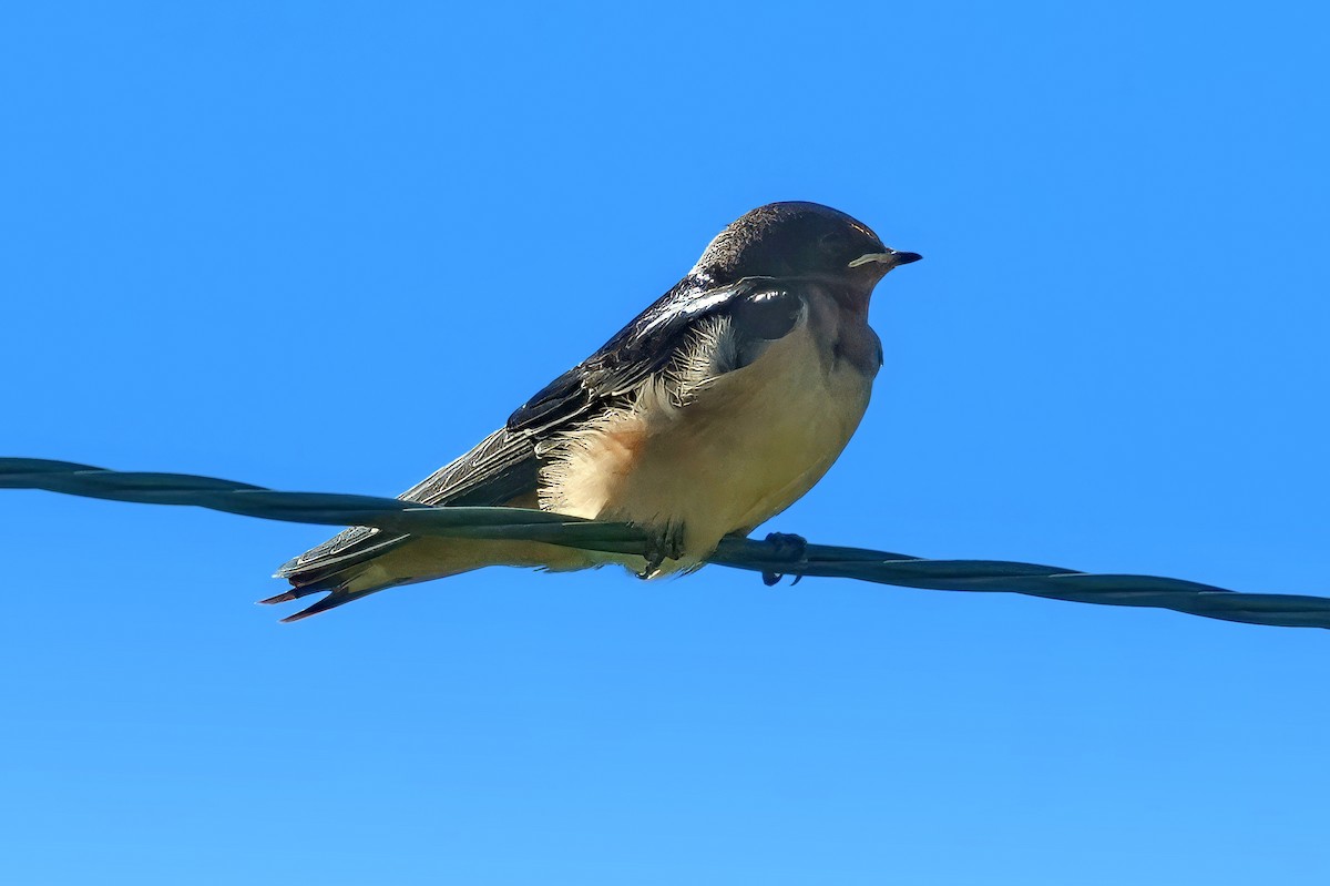 Barn Swallow - ML623879616