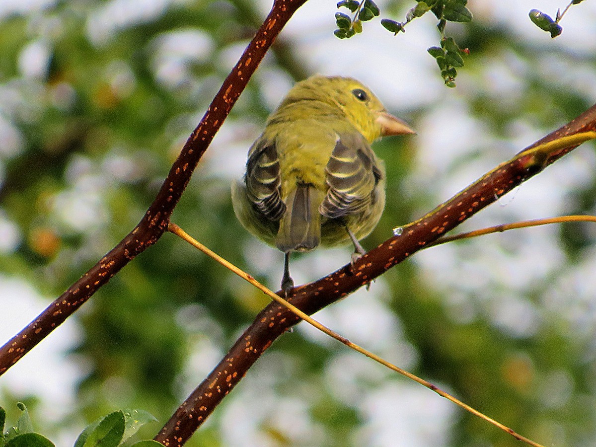 Scarlet Tanager - ML623879632