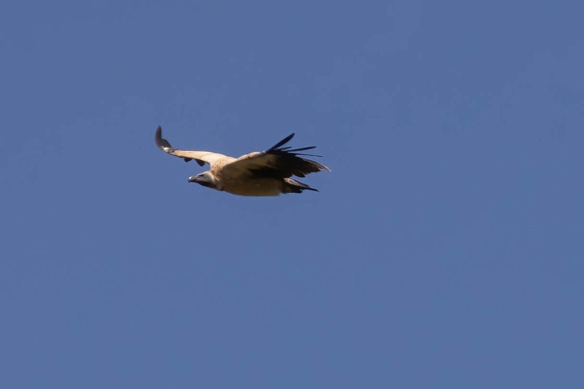 White-backed Vulture - ML623879653