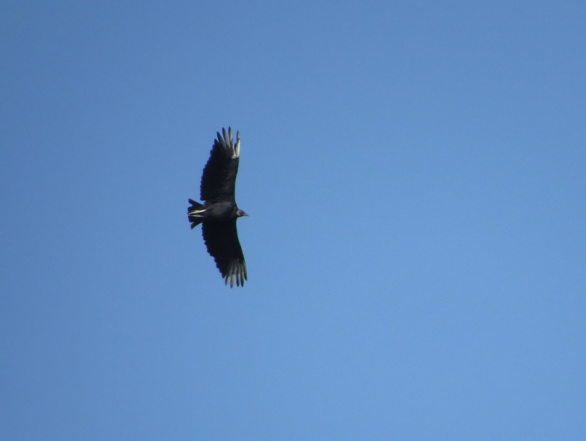 Black Vulture - ML623879676