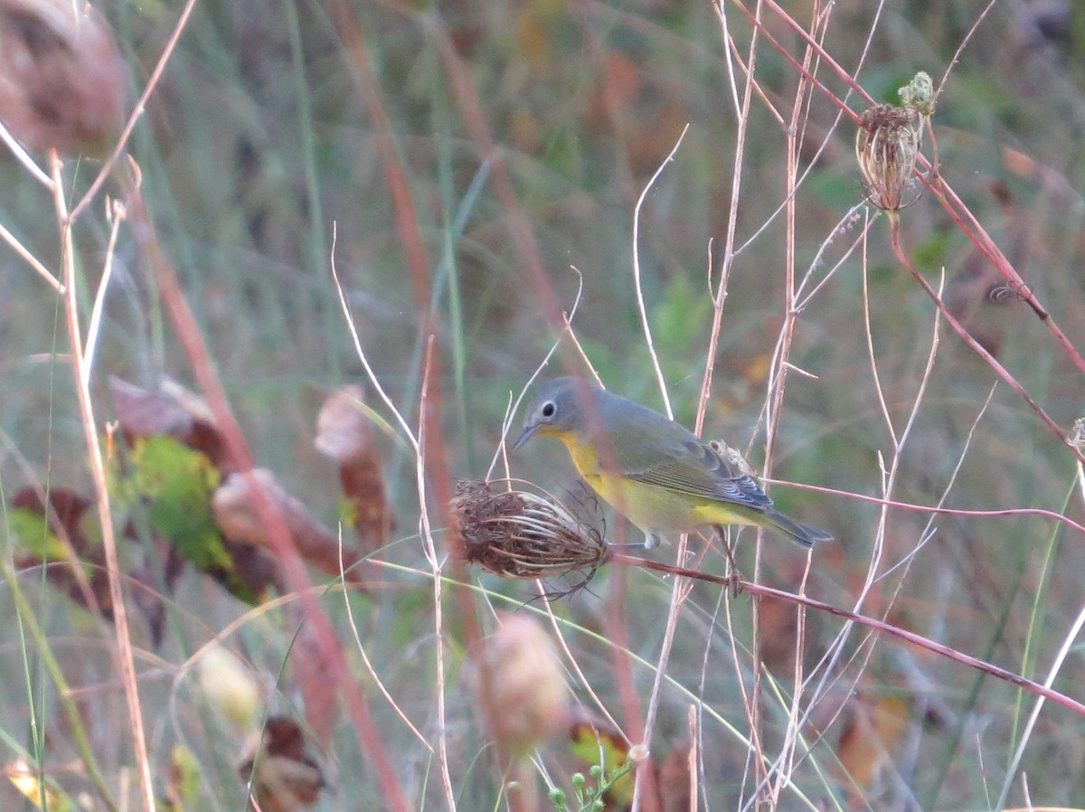 Nashville Warbler - ML623879679